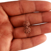 Load image into Gallery viewer, 17 Mukhi Gaurishankar Rudraksha from Indonesia - Bead No. 163
