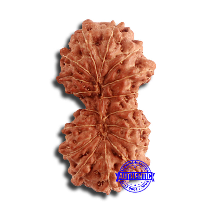 17 Mukhi Gaurishankar Rudraksha from Indonesia - Bead No. 164