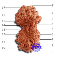 Load image into Gallery viewer, 17 Mukhi Gaurishankar Rudraksha from Indonesia - Bead No. 164
