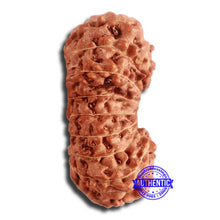 Load image into Gallery viewer, 17 Mukhi Gaurishankar Rudraksha from Indonesia - Bead No. 164
