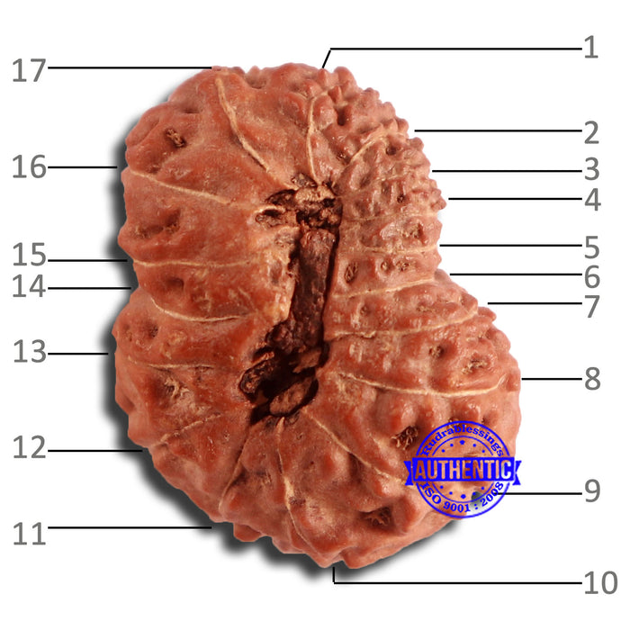 17 Mukhi Rudraksha from Indonesia - Bead No. 165