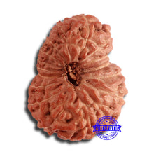 Load image into Gallery viewer, 17 Mukhi Rudraksha from Indonesia - Bead No. 165
