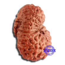 Load image into Gallery viewer, 17 Mukhi Rudraksha from Indonesia - Bead No. 165
