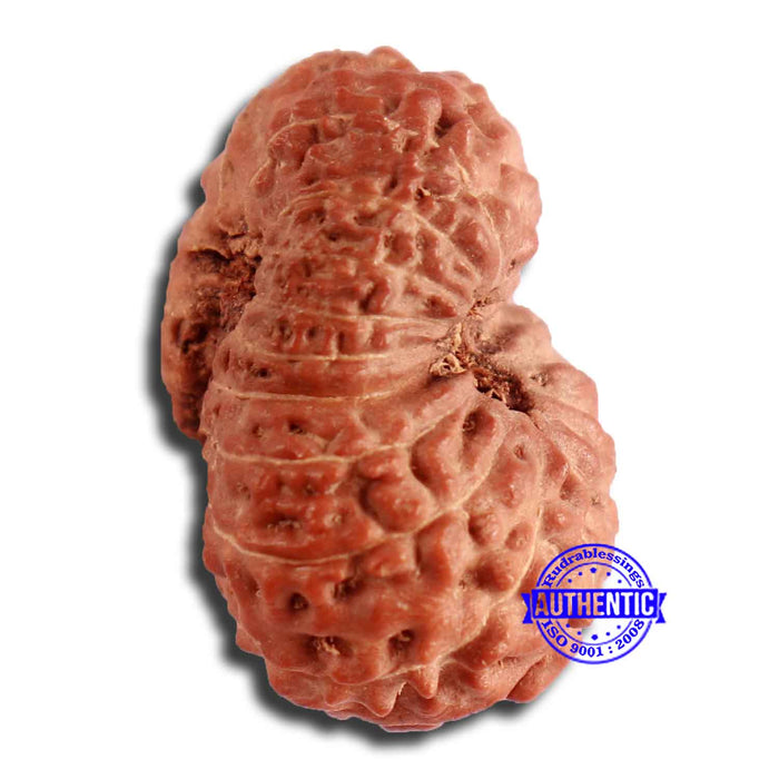17 Mukhi Rudraksha from Indonesia - Bead No. 165