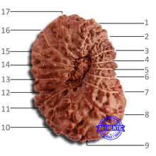 Load image into Gallery viewer, 17 Mukhi Rudraksha from Indonesia - Bead No. 166
