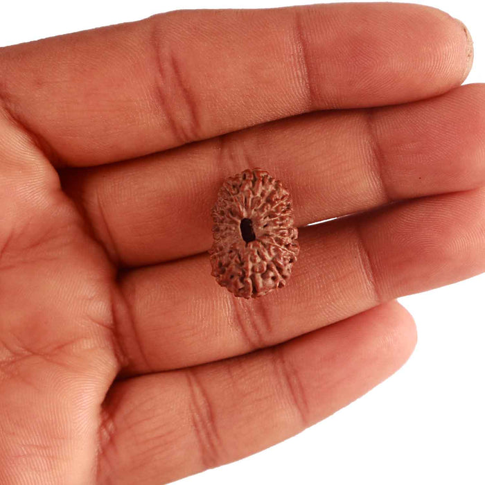 17 Mukhi Rudraksha from Indonesia - Bead No. 166