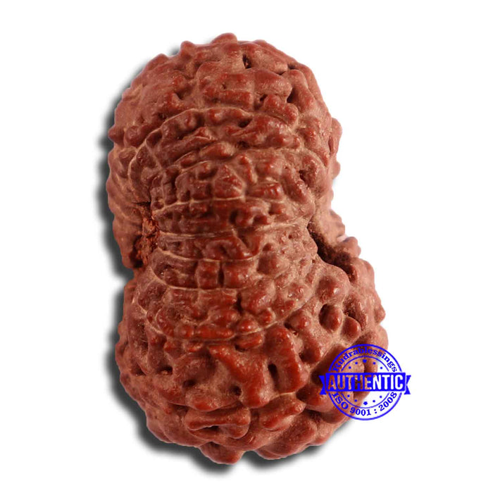 17 Mukhi Rudraksha from Indonesia - Bead No. 166