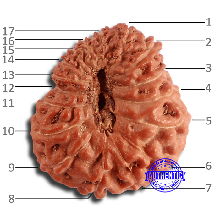 17 Mukhi Rudraksha from Indonesia - Bead No. 167