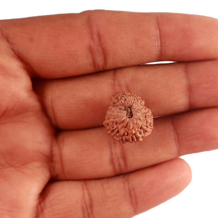 17 Mukhi Rudraksha from Indonesia - Bead No. 167