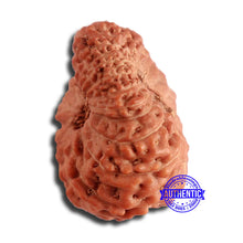 Load image into Gallery viewer, 17 Mukhi Rudraksha from Indonesia - Bead No. 167
