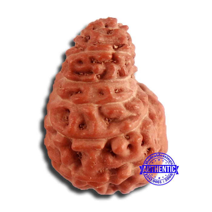 17 Mukhi Rudraksha from Indonesia - Bead No. 167
