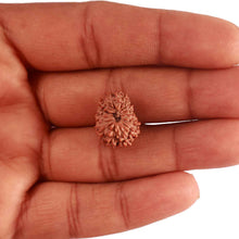 Load image into Gallery viewer, 17 Mukhi Rudraksha from Indonesia - Bead No. 168
