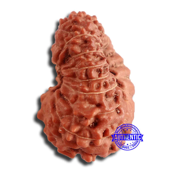 17 Mukhi Rudraksha from Indonesia - Bead No. 168