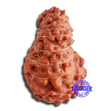Load image into Gallery viewer, 17 Mukhi Rudraksha from Indonesia - Bead No. 168
