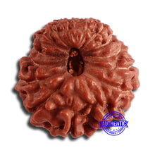 Load image into Gallery viewer, 17 Mukhi Rudraksha from Indonesia - Bead No. 169
