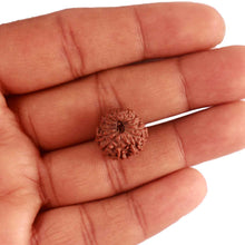 Load image into Gallery viewer, 17 Mukhi Rudraksha from Indonesia - Bead No. 169
