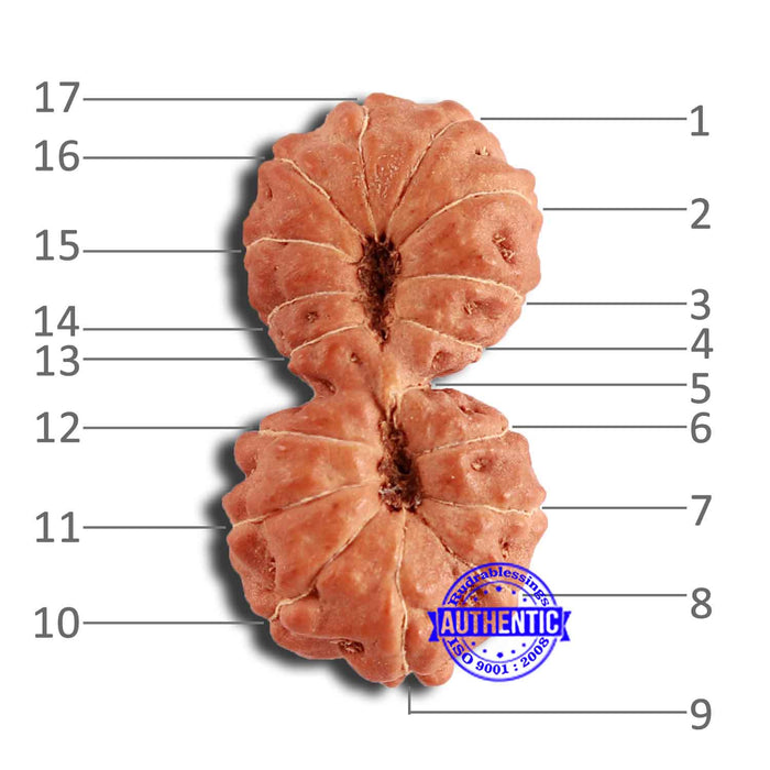 17 Mukhi Gaurishankar Rudraksha from Indonesia - Bead No. 170