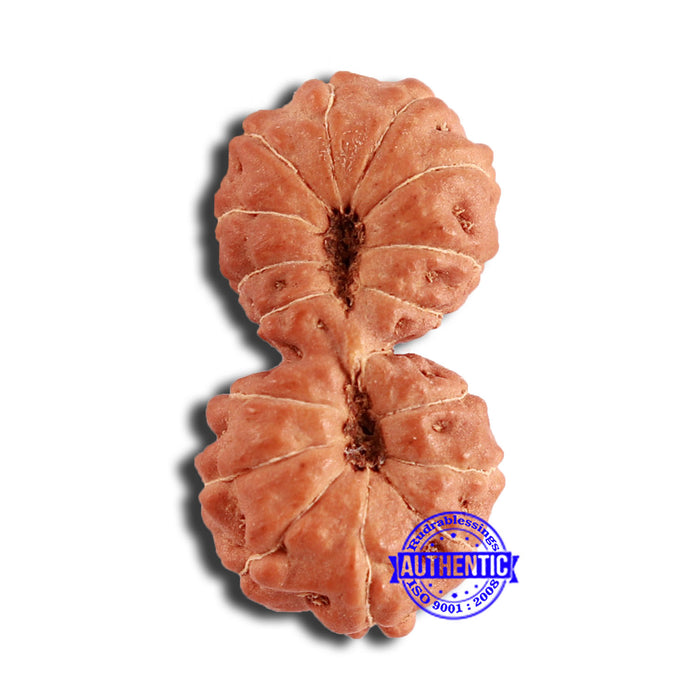 17 Mukhi Gaurishankar Rudraksha from Indonesia - Bead No. 170