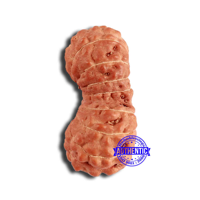 17 Mukhi Gaurishankar Rudraksha from Indonesia - Bead No. 170