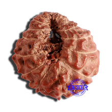 Load image into Gallery viewer, 17 Mukhi Rudraksha from Indonesia - Bead No. 173
