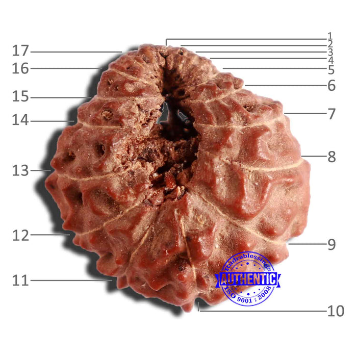 17 Mukhi Rudraksha from Indonesia - Bead No. 173