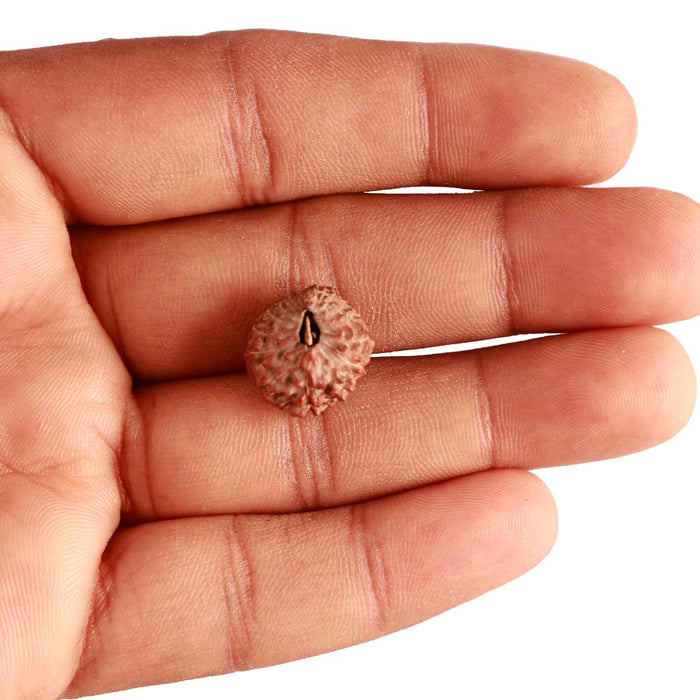 17 Mukhi Rudraksha from Indonesia - Bead No. 173