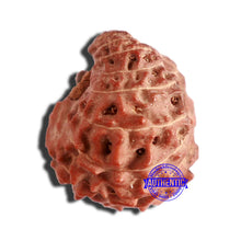 Load image into Gallery viewer, 17 Mukhi Rudraksha from Indonesia - Bead No. 173
