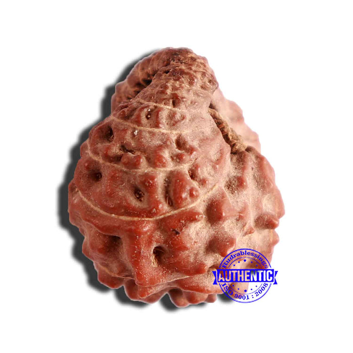 17 Mukhi Rudraksha from Indonesia - Bead No. 173