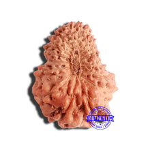 Load image into Gallery viewer, 17 Mukhi Rudraksha from Indonesia - Bead No. 176
