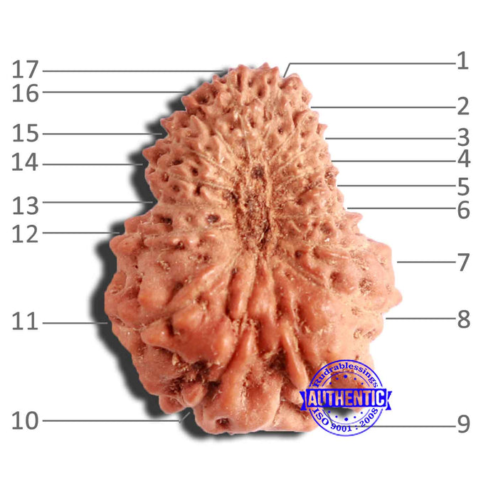 17 Mukhi Rudraksha from Indonesia - Bead No. 176