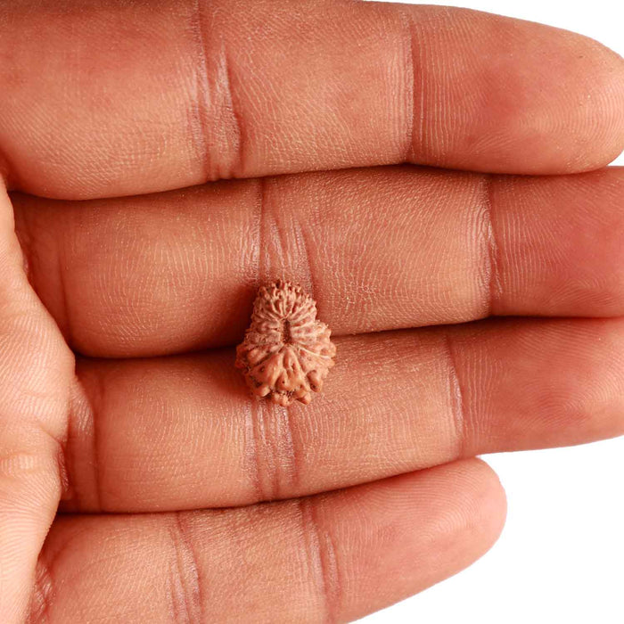 17 Mukhi Rudraksha from Indonesia - Bead No. 176