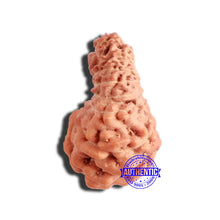 Load image into Gallery viewer, 17 Mukhi Rudraksha from Indonesia - Bead No. 176
