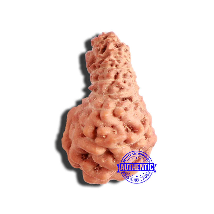 17 Mukhi Rudraksha from Indonesia - Bead No. 176