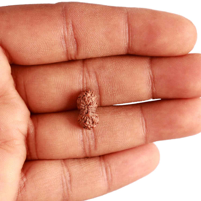 17 Mukhi Rudraksha from Indonesia - Bead No. 177