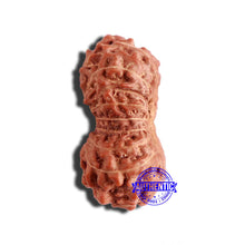 Load image into Gallery viewer, 17 Mukhi Rudraksha from Indonesia - Bead No. 177
