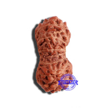 Load image into Gallery viewer, 17 Mukhi Rudraksha from Indonesia - Bead No. 177

