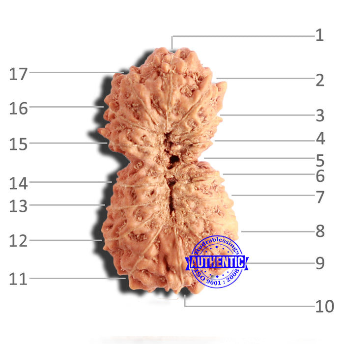 17 Mukhi Rudraksha from Indonesia - Bead No. 178