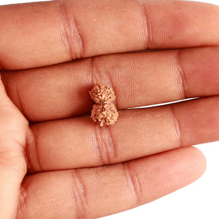17 Mukhi Rudraksha from Indonesia - Bead No. 178
