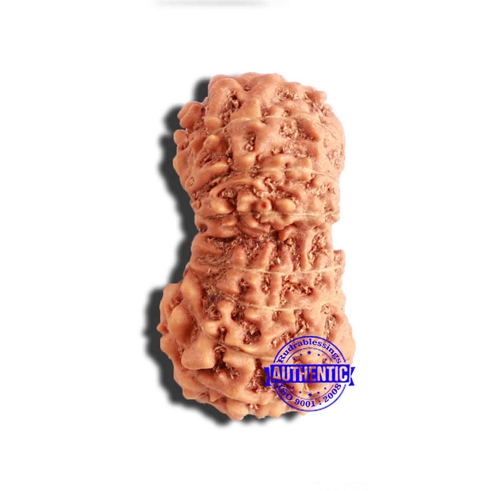 17 Mukhi Rudraksha from Indonesia - Bead No. 178