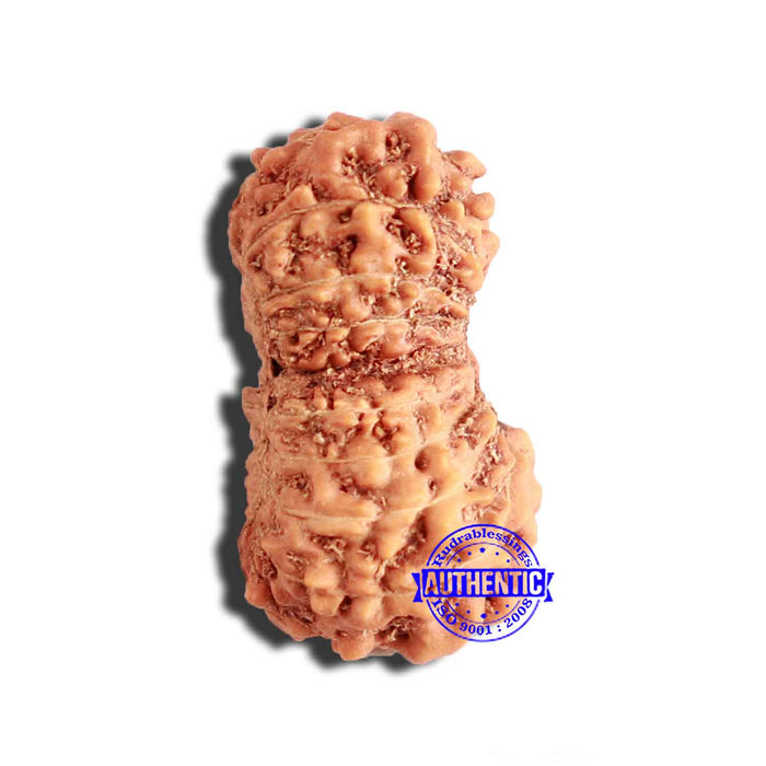 17 Mukhi Rudraksha from Indonesia - Bead No. 178
