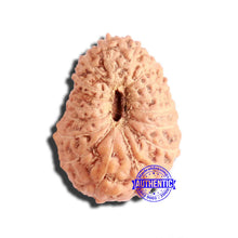 Load image into Gallery viewer, 17 Mukhi Rudraksha from Indonesia - Bead No. 181
