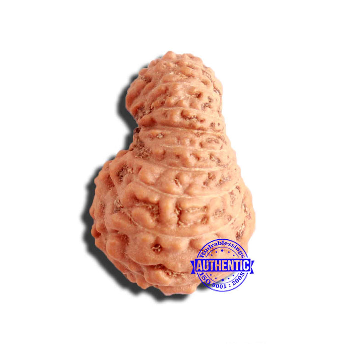 17 Mukhi Rudraksha from Indonesia - Bead No. 181