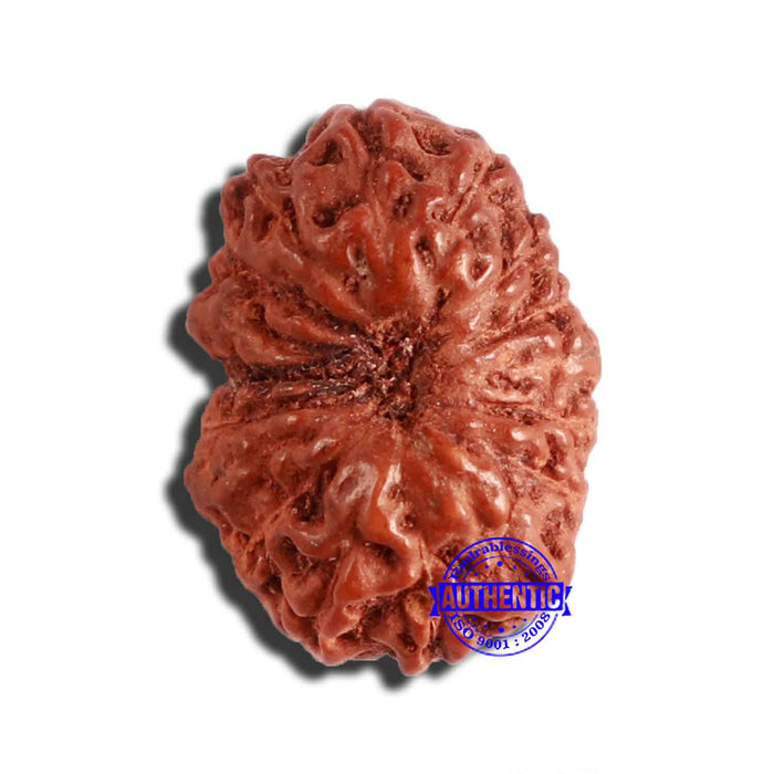 17 Mukhi Rudraksha from Indonesia - Bead No. 182