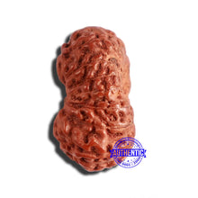 Load image into Gallery viewer, 17 Mukhi Rudraksha from Indonesia - Bead No. 182
