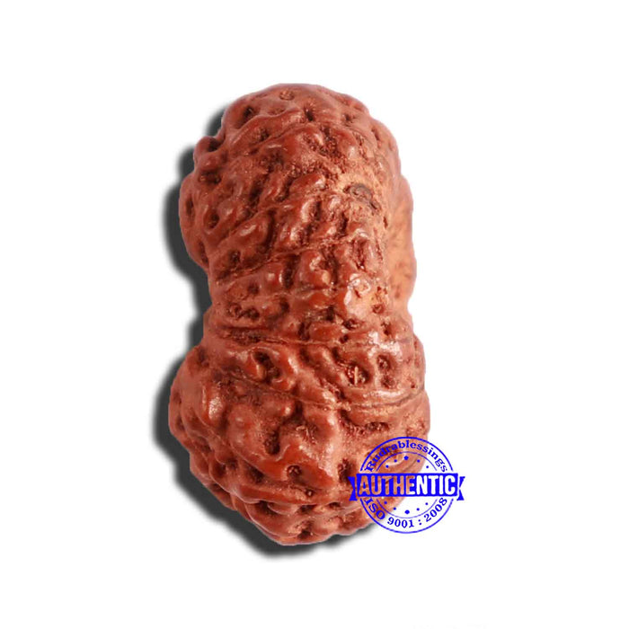 17 Mukhi Rudraksha from Indonesia - Bead No. 182