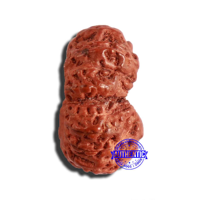 17 Mukhi Rudraksha from Indonesia - Bead No. 182