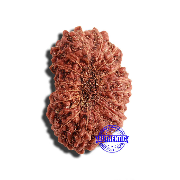 17 Mukhi Rudraksha from Indonesia - Bead No. 185