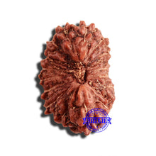 Load image into Gallery viewer, 17 Mukhi Rudraksha from Indonesia - Bead No. 185
