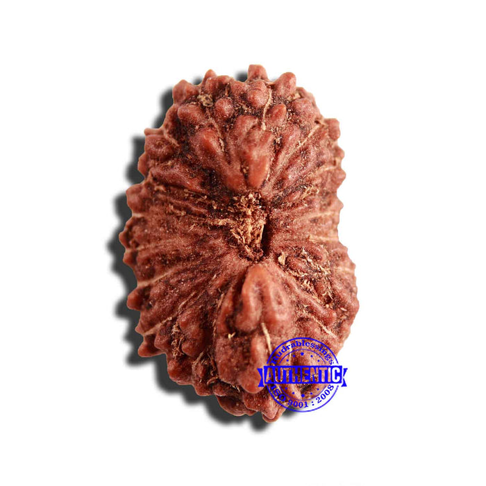 17 Mukhi Rudraksha from Indonesia - Bead No. 185