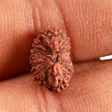 Load image into Gallery viewer, 17 Mukhi Rudraksha from Indonesia - Bead No. 185
